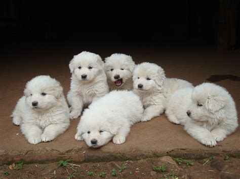 We have already covered this dog in another article about guard dogs, you can learn more about the Kuvasz here. . Abruzzese mastiff puppies for sale